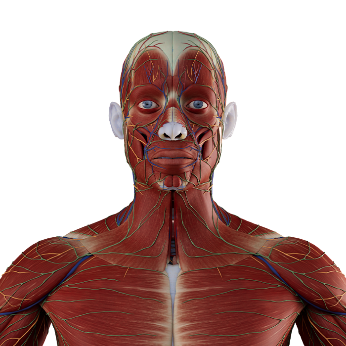 Muscle Layer